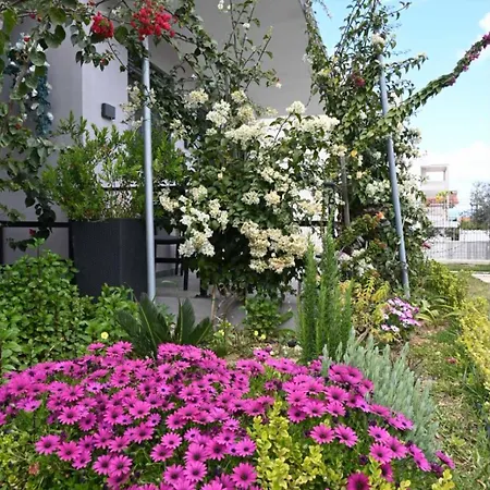 Bellelen - Vassilikos *